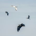 die Seeadler mischen die Bislicher Insel auf (Doku)