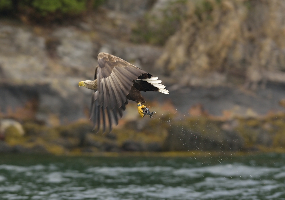 Die Seeadler vom Romsdalfjord (Rødvenfjord)