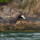 Die Seeadler vom Romsdalfjord (Rødvenfjord)