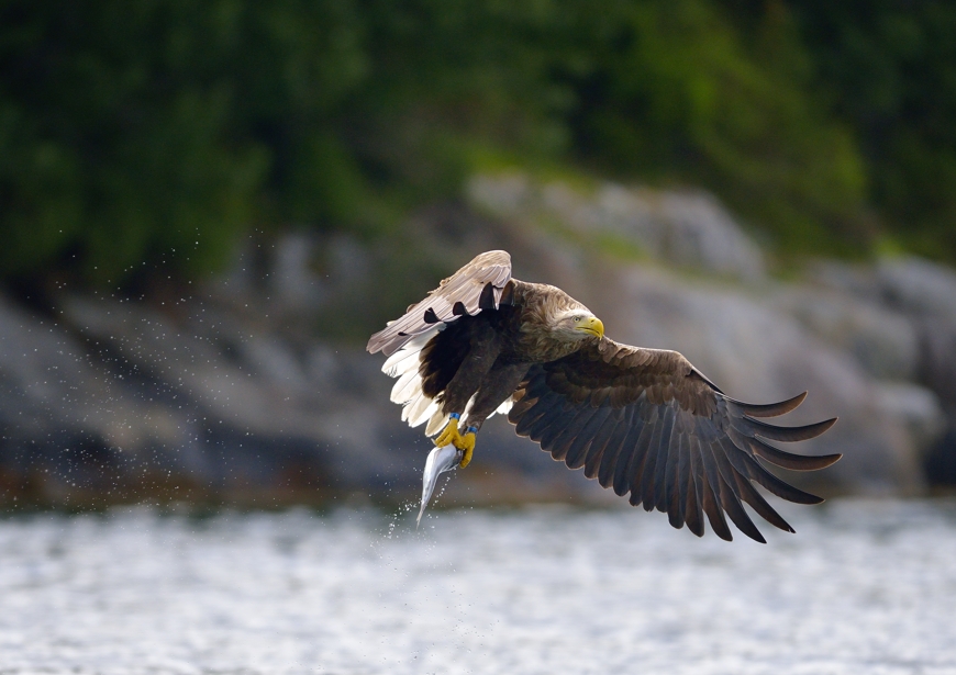 Die Seeadler vom Romsdalfjord (Rødvenfjord), Norwegen