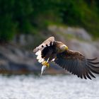 Die Seeadler vom Romsdalfjord (Rødvenfjord), Norwegen