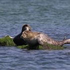 Die Seehunde genießen die Mittagssonne