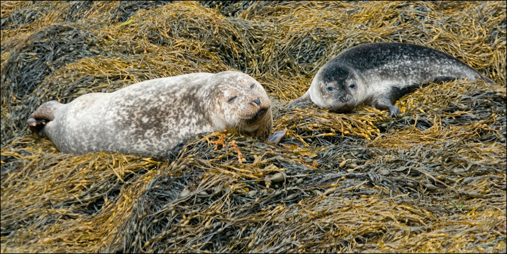 Die Seehundkolonie