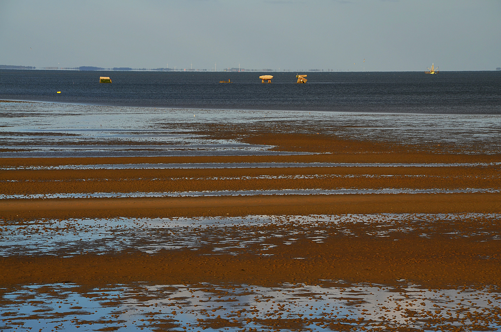 Die Seekühe von Sylt