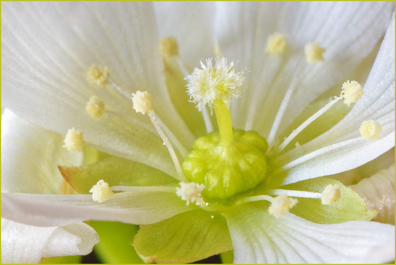 Die Seele der Blüte, Venusfliegenfalle