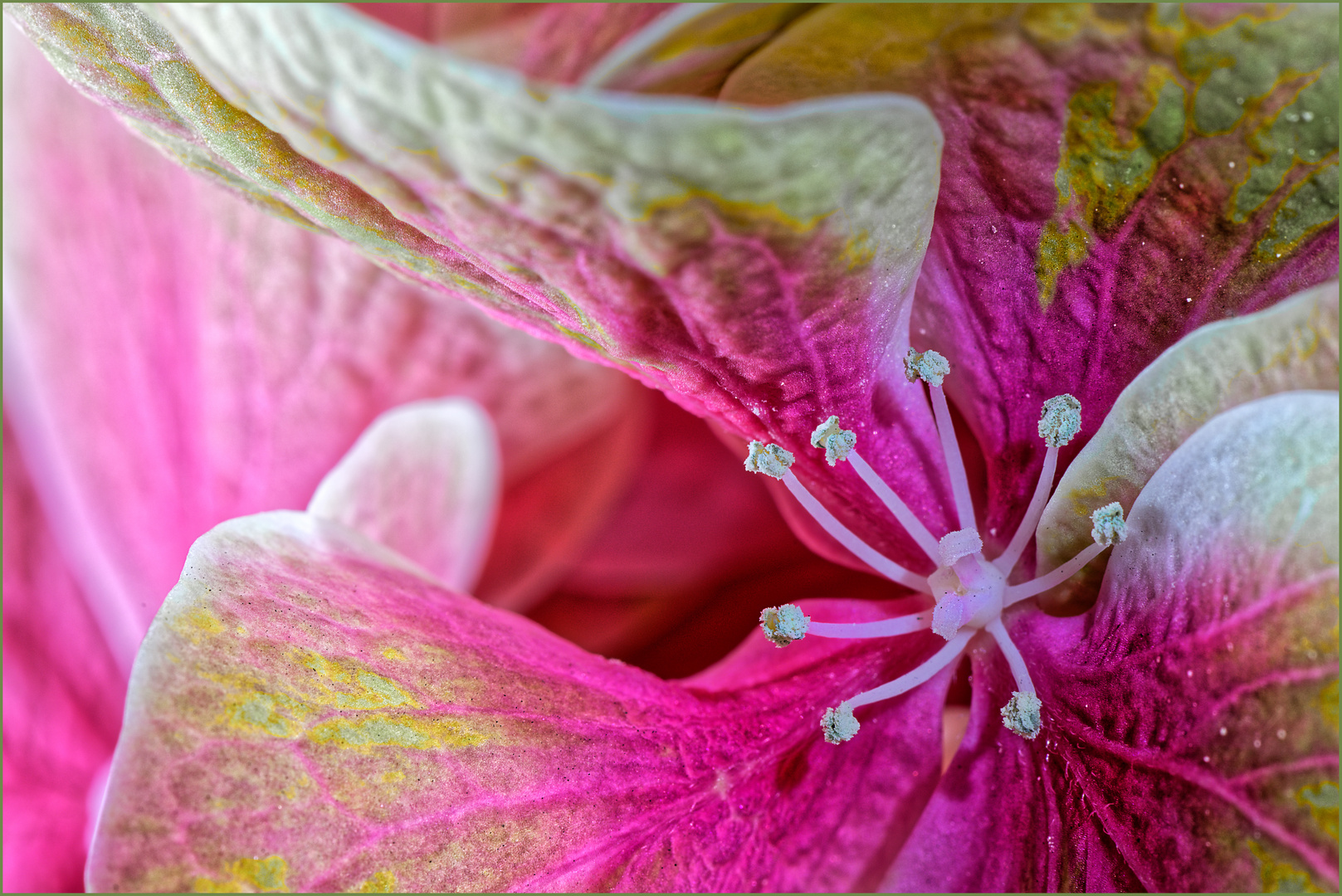 Die Seele der Hortensie