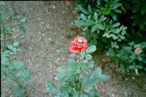 Die Seele der Rose