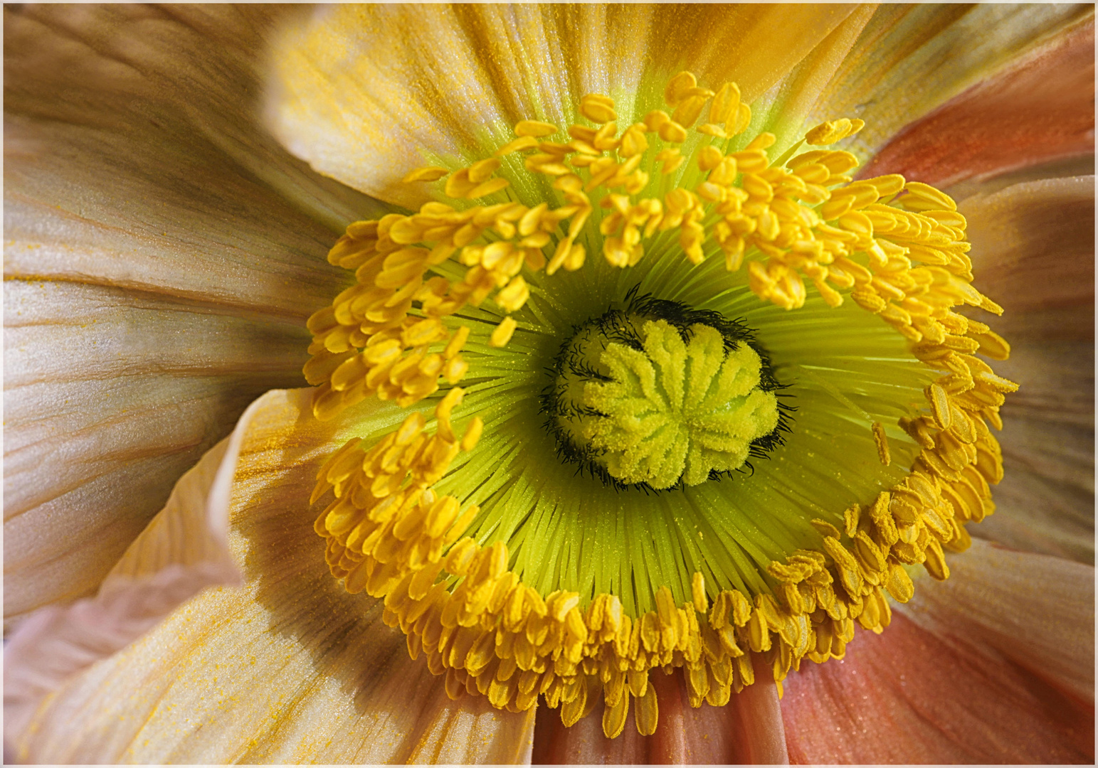 Die Seele der Wintermohnblüte