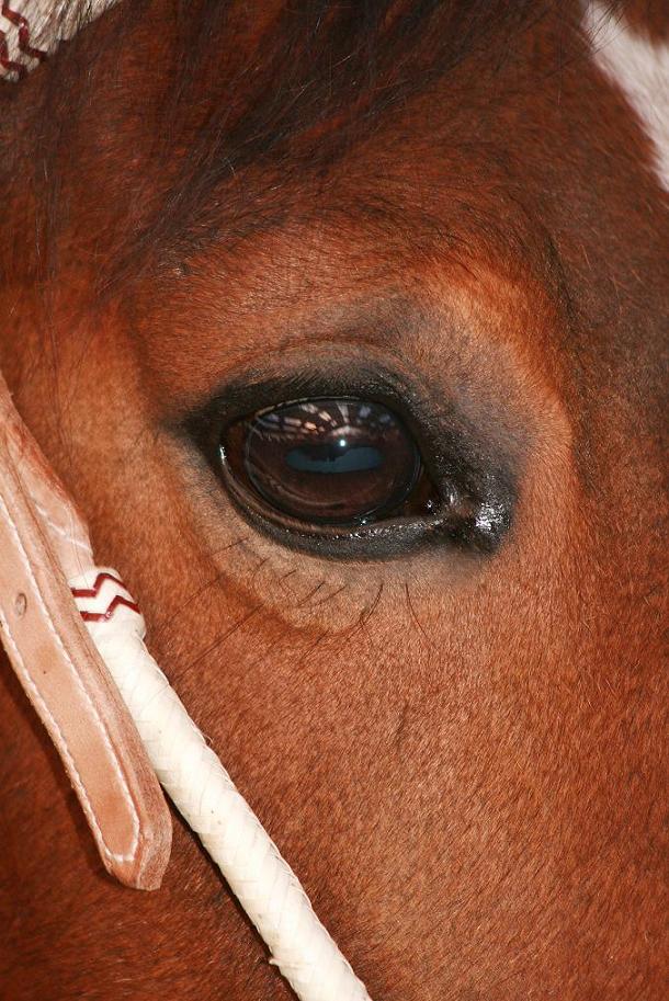 Die Seele des Pferdes spricht durch die Augen