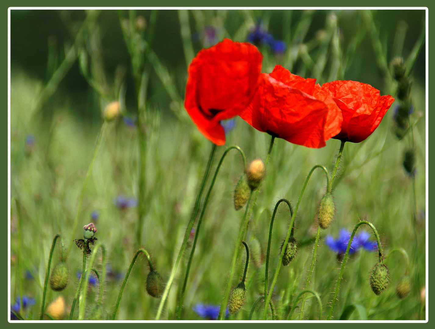 Die Seele freut sich über Rot, Blau, Grün