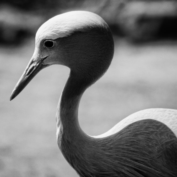 die seele könnte ein vogel sein