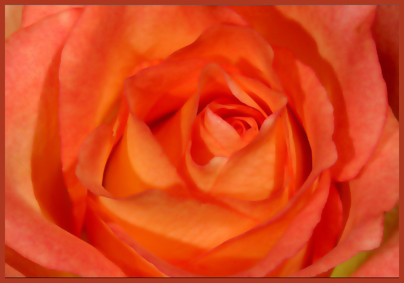 Die Seele meiner Rose