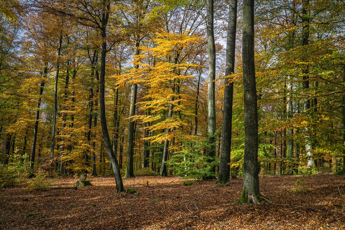 Die Seele streichelnder Herbstgruß