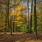 Die Seele streichelnder Herbstgruß