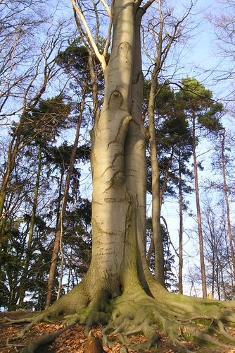 Die Seele(n) des Baums