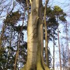 Die Seele(n) des Baums