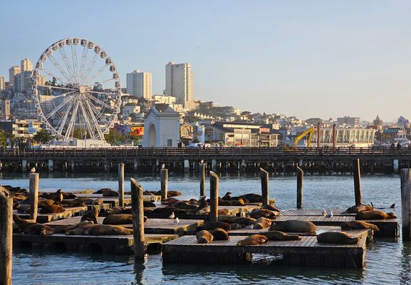 Die Seelöwen von Pier 39