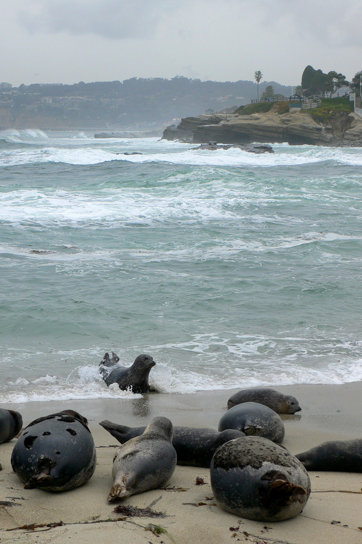 Die Seelöwen von San Diego