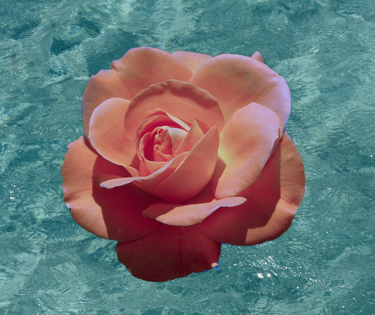 die Seerose