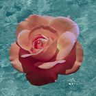 die Seerose