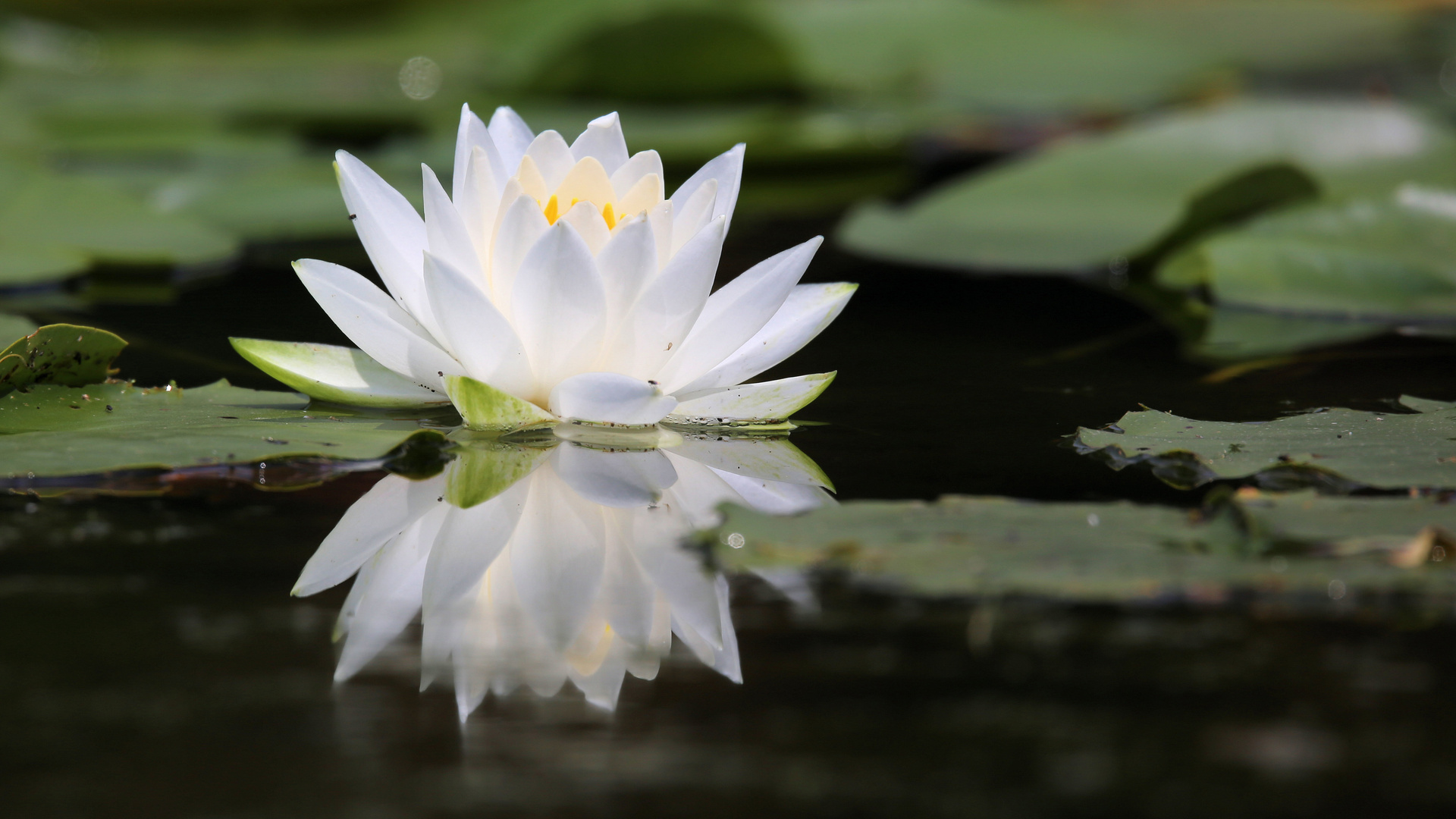 Die Seerose aus der Villa Taranto.