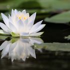 Die Seerose aus der Villa Taranto.