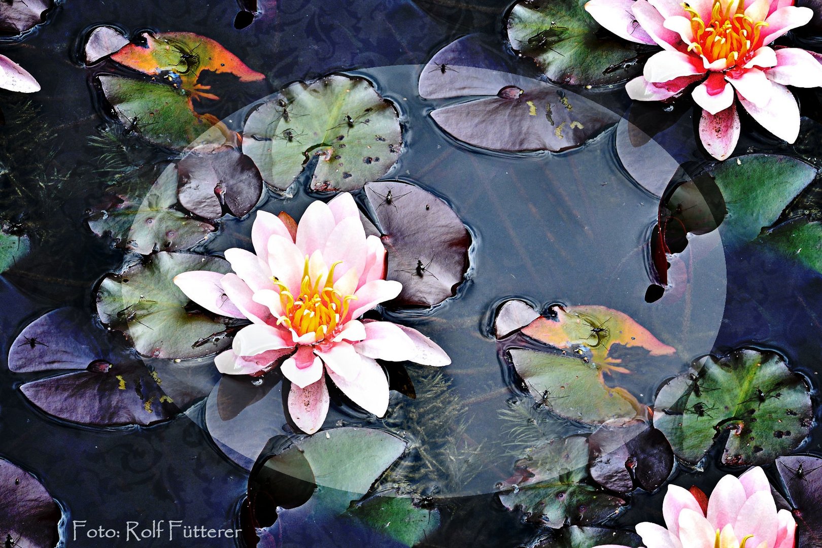 Die Seerose im Künstlergarten ...