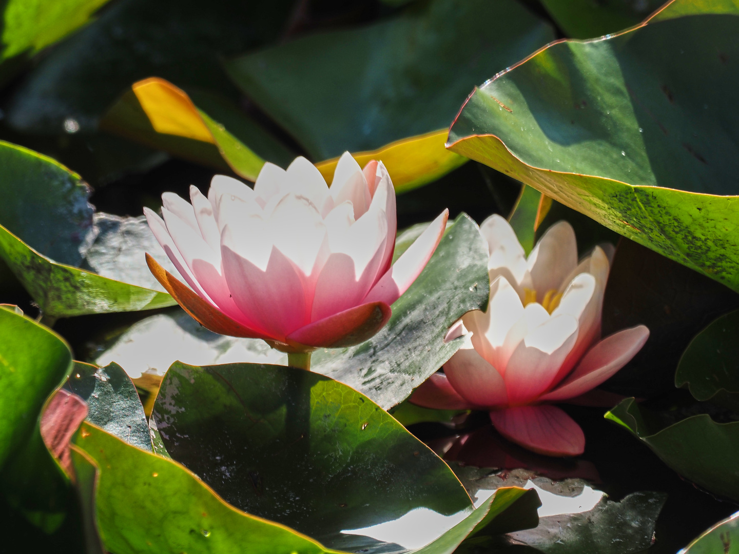 Die Seerose im Teich 