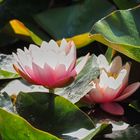 Die Seerose im Teich 