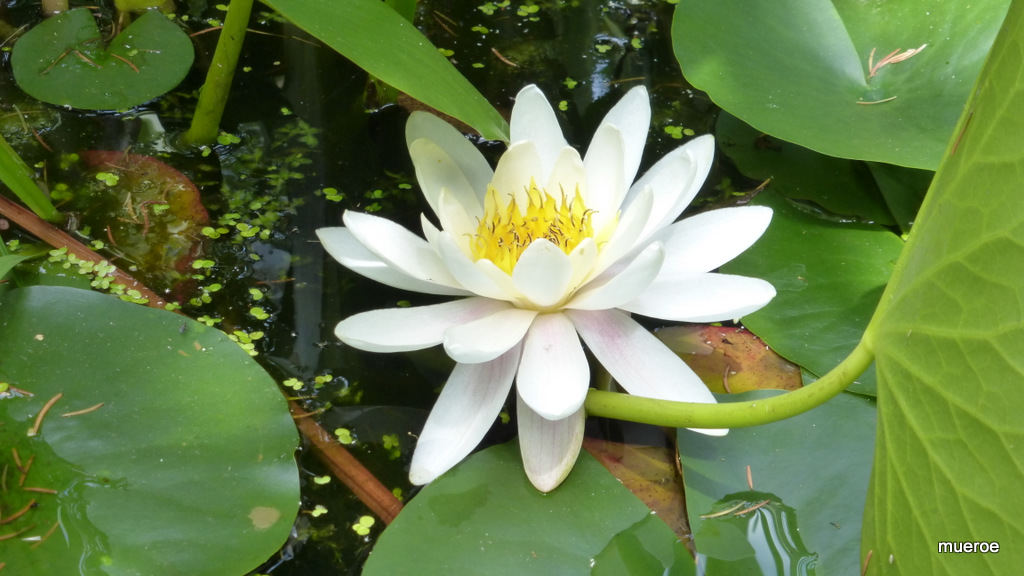 Die Seerose im Teich am Bahndamm