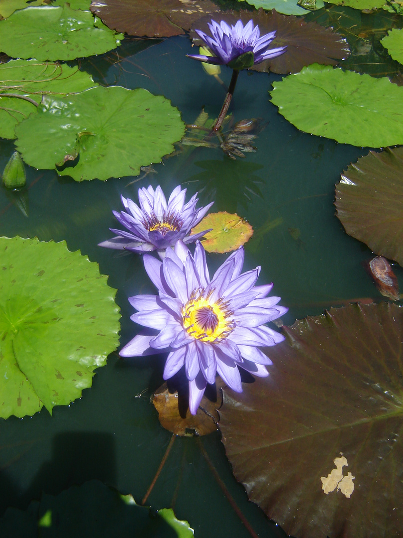 Die Seerose in blau