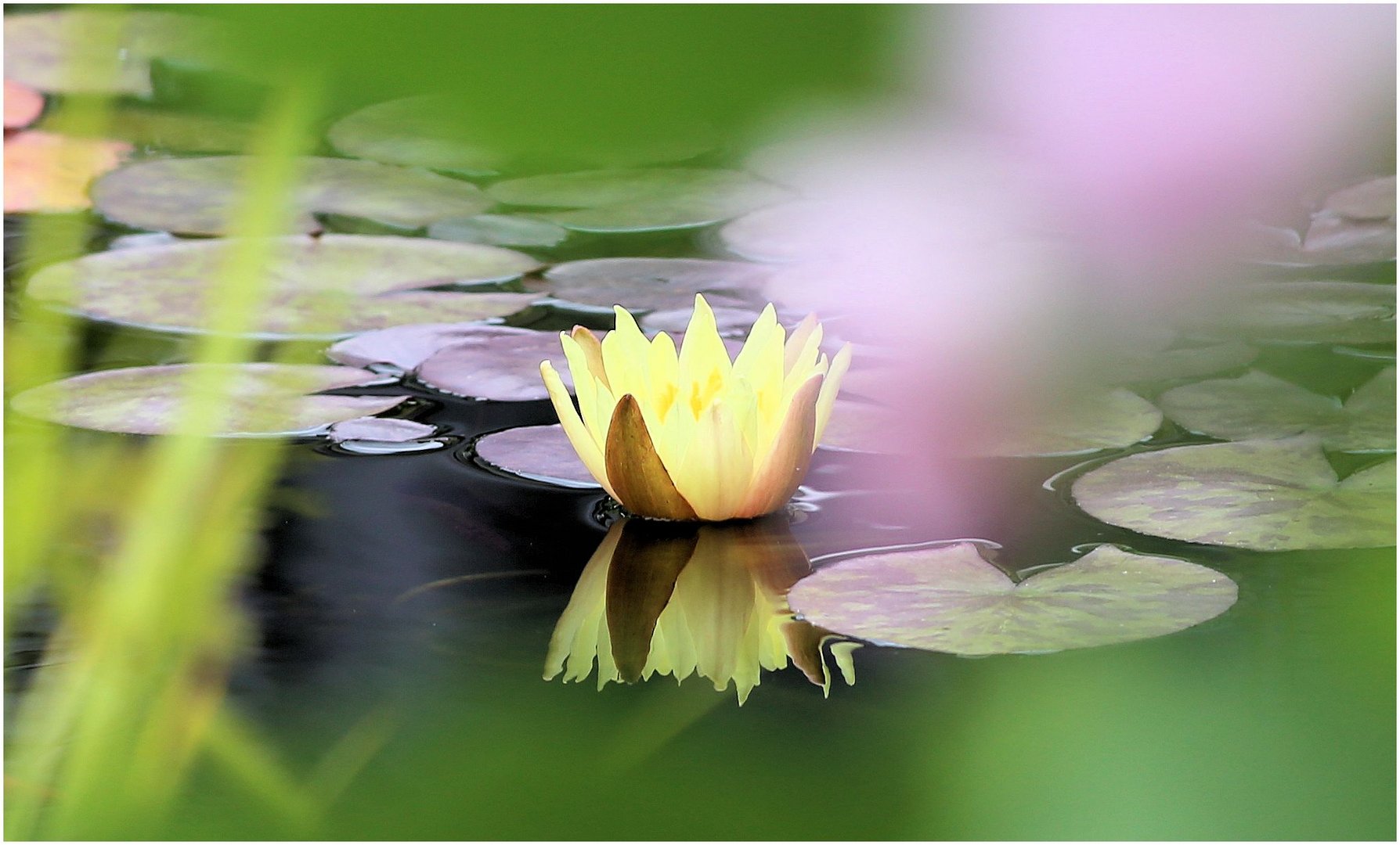 Die Seerose in Nachbars Garten...