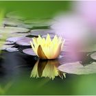 Die Seerose in Nachbars Garten...