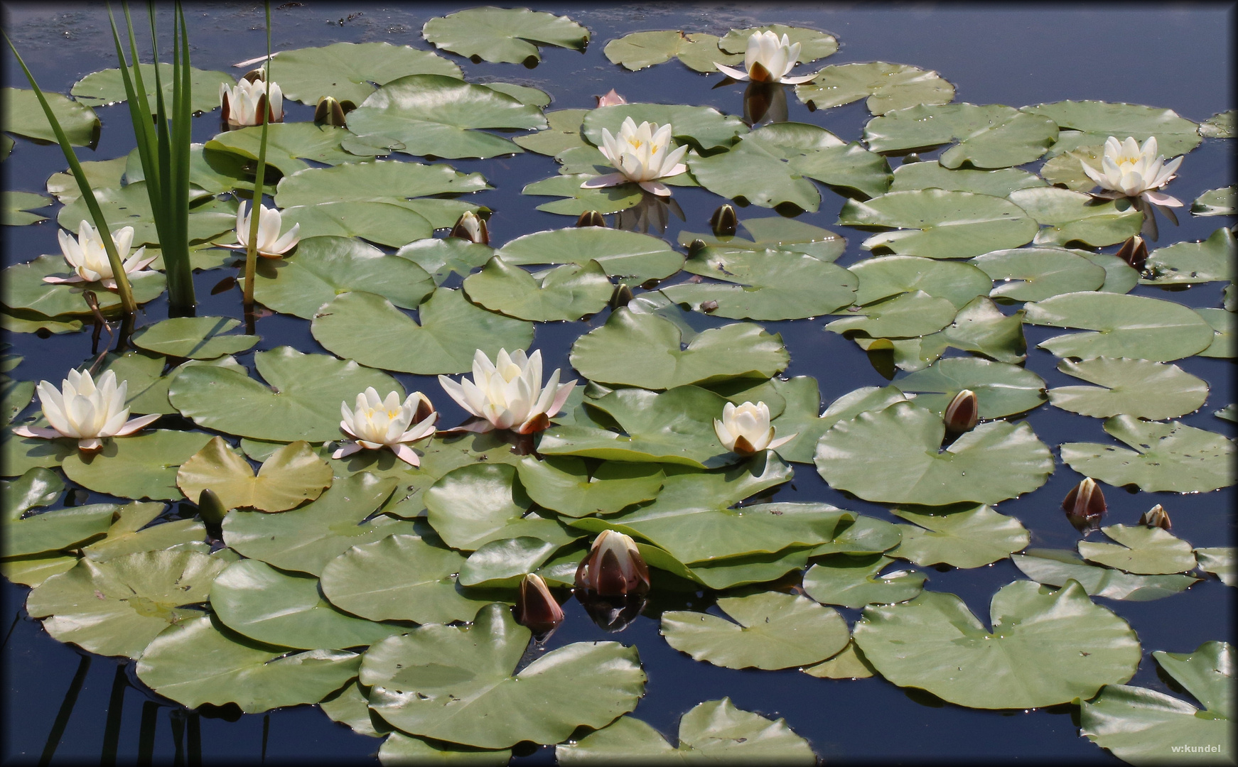 die Seerose (Nymphaea alba)