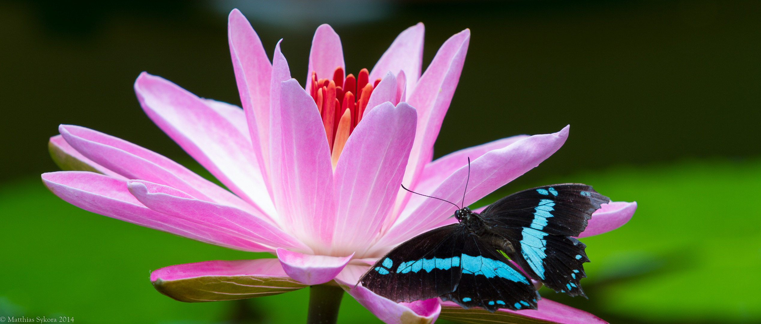 Die Seerose und der Schmetterling