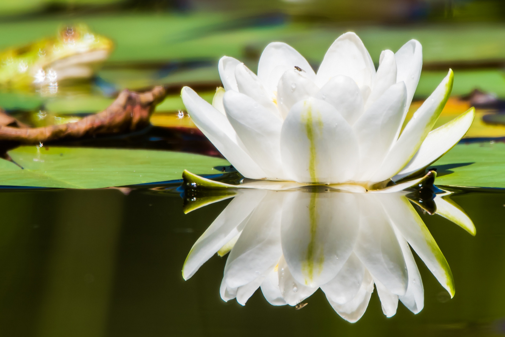 Die Seerose und ihr Fan