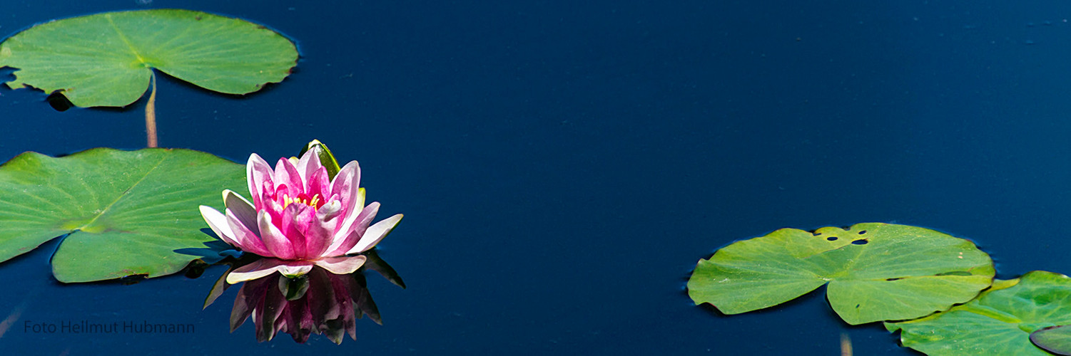 DIE SEEROSE VOM TEUFELSSEE