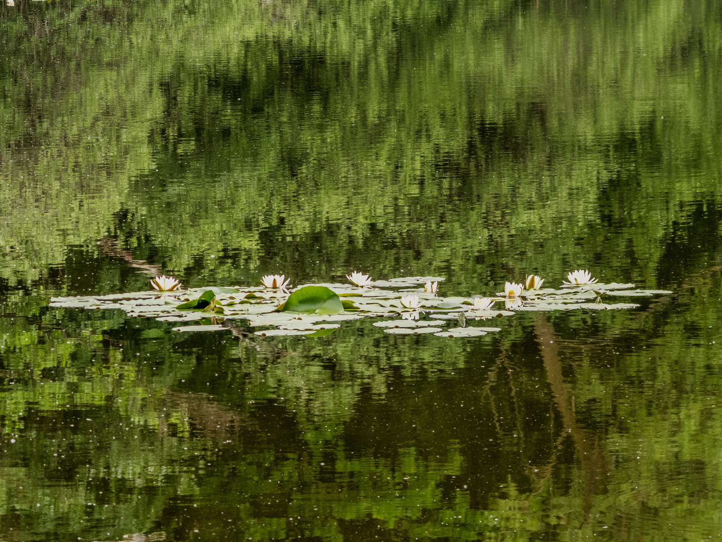 Die Seeroseninsel