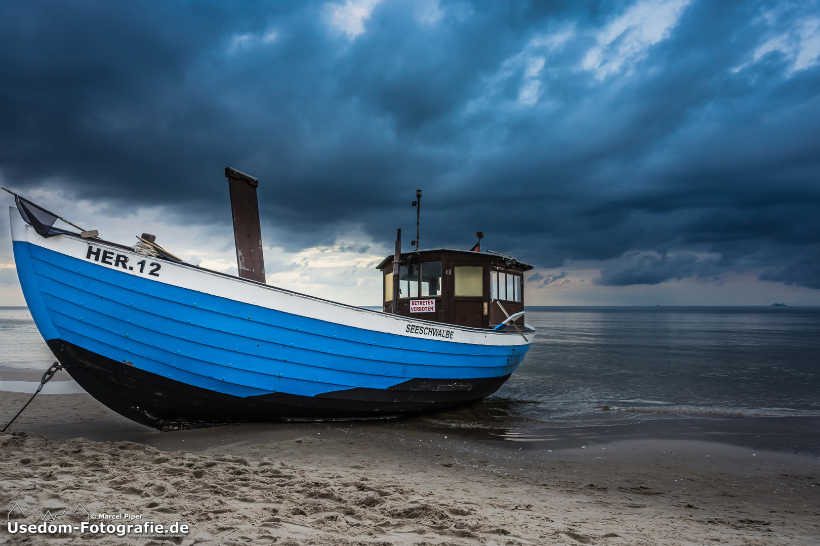 Die Seeschwalbe am Strand von Heringsdorf. 16.09.2013