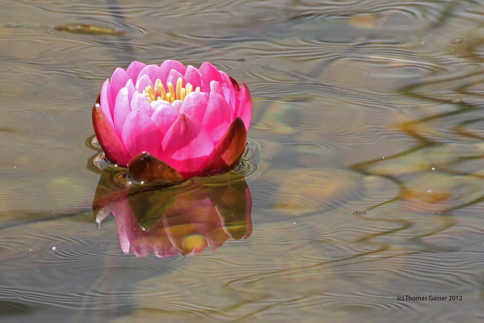 die See/Teichrose blüht zum 1. Mal :-)