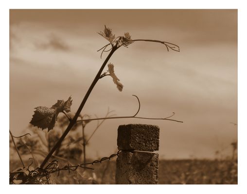 Die Sehnsucht der Rebe