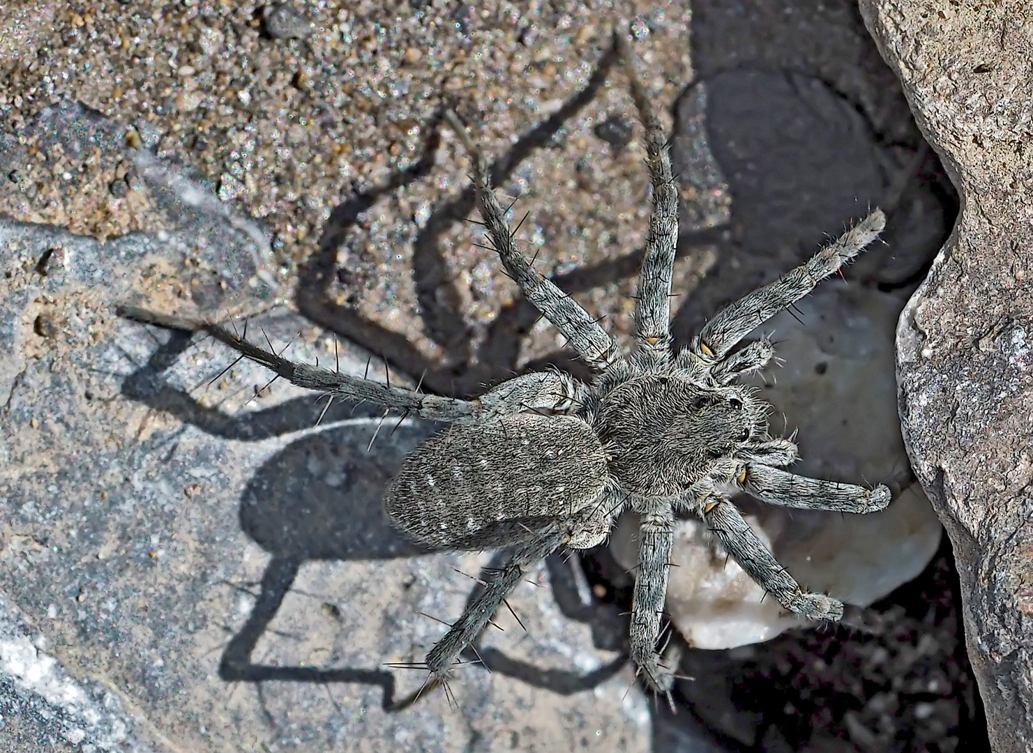 Die sehr seltene Spinne Acantholycosa lignaria. - Une araignée très rare et difficile à identifier!