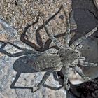 Die sehr seltene Spinne Acantholycosa lignaria. - Une araignée très rare et difficile à identifier!