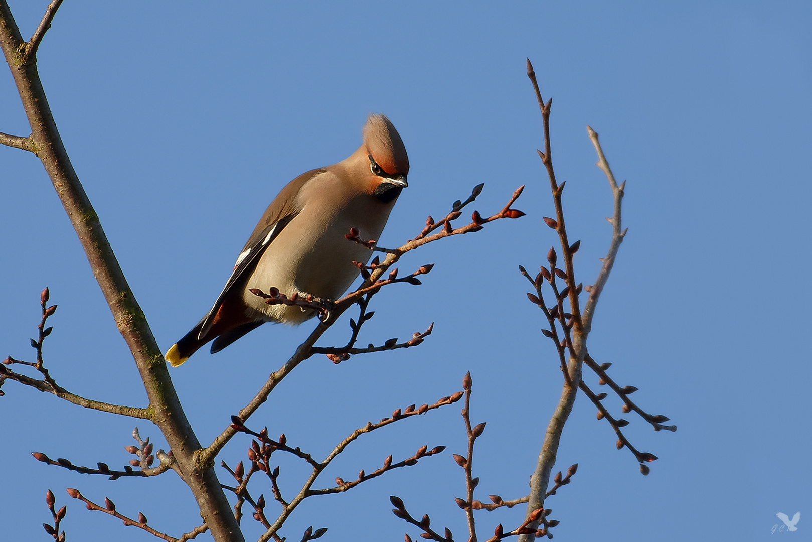 Die Seidenschwänze (Bombycilla garrulus) ...