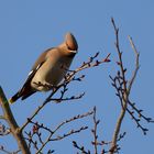 Die Seidenschwänze (Bombycilla garrulus) ...