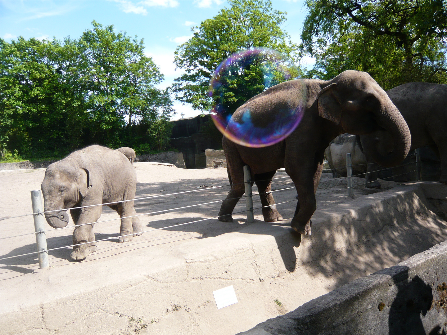 ..die Seifenblase mit Elefant