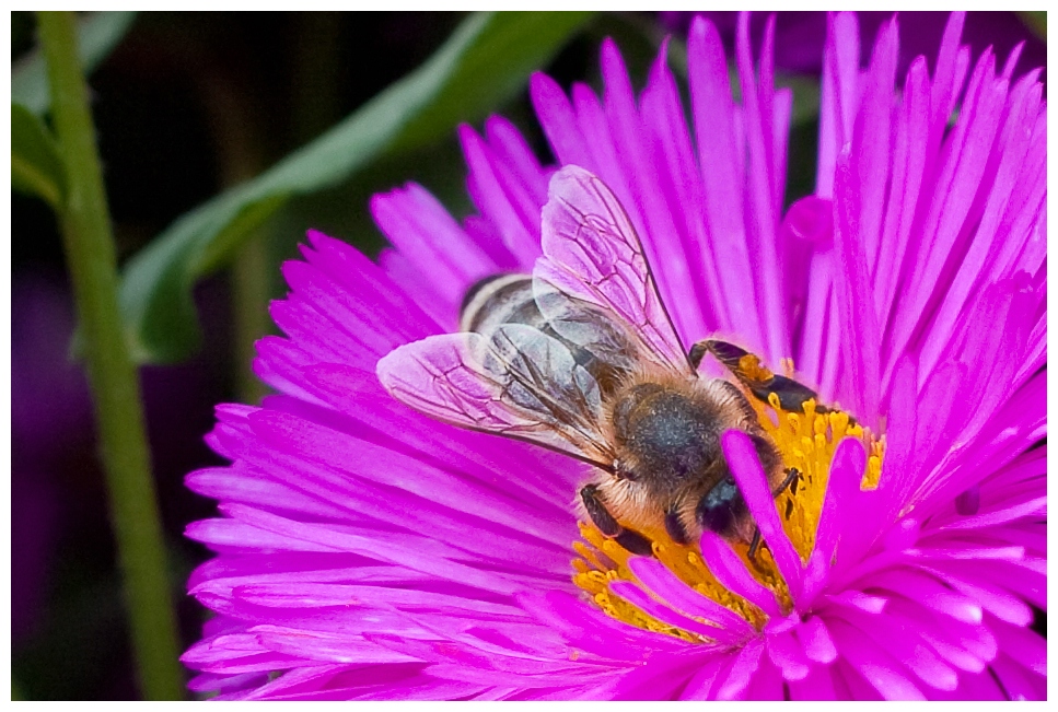 Die selbe Blume, die selbe Biene, doch nie das gleiche Bild