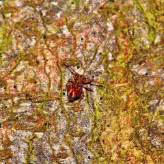 Die selbe Kugelspringer-Art wie auf dem letzten Foto, hier von oben: Dicyrtomina saundersi*