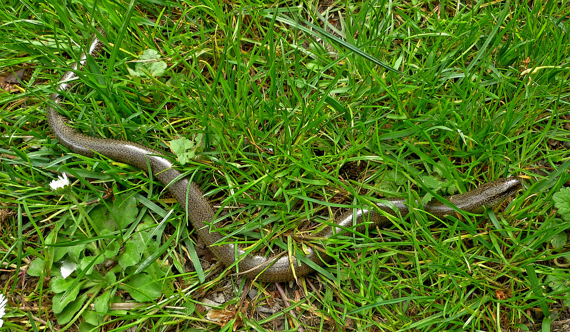 Die selten gewordene Blindschleiche (Anguis fragilis) 