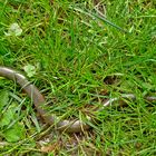 Die selten gewordene Blindschleiche (Anguis fragilis) 